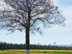 -汉长安城未央宫国家考古遗址公园