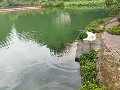 -靖西鹅泉风景区