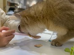 -COLOR PETS 撸猫馆·购猫·猫咖(长风大悦城店)