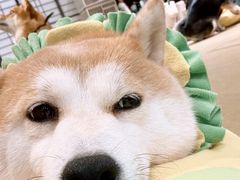 -逗柴咖啡屋·狗咖猫咖宠物桌游