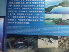 -广东惠东海龟国家级自然保护区