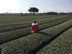 -雪绿茶博物馆