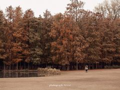 -上海共青森林公园