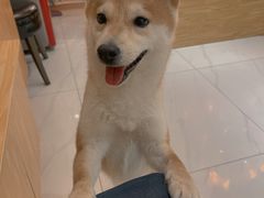 -柴源莊·柴小宠柴犬咖啡