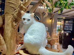 -豆逗聊愈猫阁Easy Life