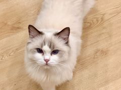 -有喵·猫咖·狗咖·40+猫狗有小奶狗(岗厦店)