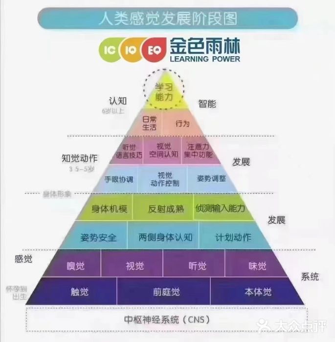金色雨林学习力培优(专注力提升)图片