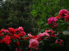 -铁山坪森林公园