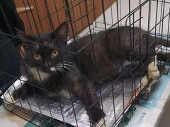 -瑞派宠物医院·24h·骨外科·皮肤科·全科宠物医疗转诊中心(沈阳浑南院)