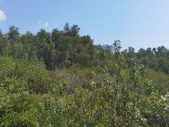 -大亚湾红树林城市湿地公园