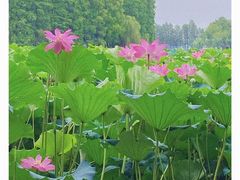 -东湖生态旅游风景区