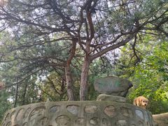 -北京鹫峰国家森林公园