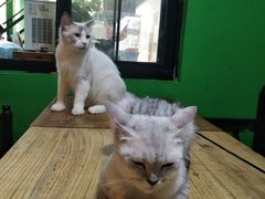 -李小姐の猫咖啡馆(五角场店)