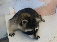 -浣熊柯尔鸭土拨鼠·电玩咖