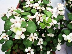 -秦美花卉(天朗·莱茵小城2期店)