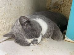 -猫小院猫主题咖啡厅(北锣店)