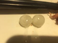 -小徽舟臭鳜鱼(雅清街店)