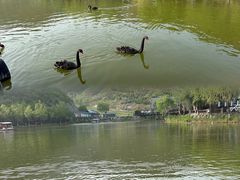 -静之湖度假区