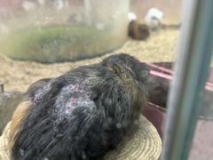 -上海大自然野生昆虫馆(东方明珠·爬宠昆虫探索中心)
