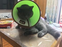 -贝利宠物医院·骨科·眼科·肿瘤转诊中心(南坪诊疗中心)