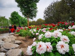 -莲花池公园