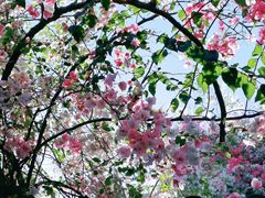 -深圳国际园林花卉博览园