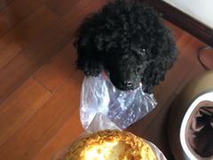 -法贝滋动物奶油蛋糕(广益哥伦布店)