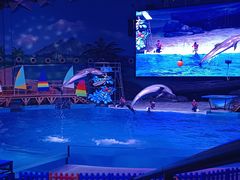 -海合安武汉极地海洋公园