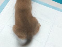 -pd派德宠物中心医院24H急重症·眼科中心·血液透析中心(嵩山北路店)