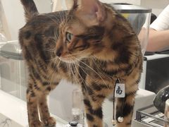 -楼上猫咖(罗湖店)