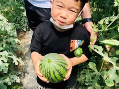 -庞各庄西瓜蔬菜采摘园·锦华瓜园