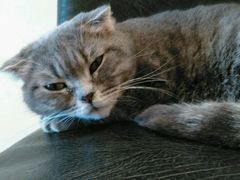 android_upload_pic-猫色咖啡·猫咖