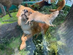 -国家自然博物馆