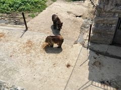 -哈尔滨北方森林动物园