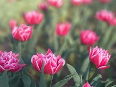 -沈阳植物园
