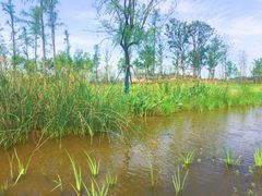 -上海长兴岛郊野公园