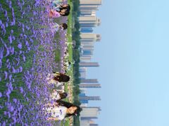 -洋湖国家湿地公园