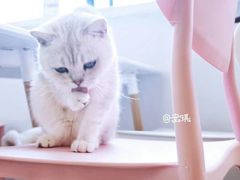 -喵匠猫主题咖啡(凯德和平广场店)
