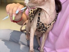 -藏猫猫咖啡主题馆(中央大道店)