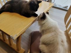 -藏猫猫咖啡主题馆(中央大道店)