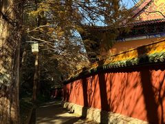 -天目山大树王景区