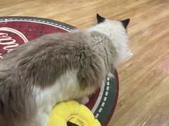 -滚猫咖啡·猫咖·猫友好撸猫(未来城店)