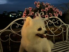 -立德动物医院·重症转诊·24H夜诊·CT·心脏彩超(顺德中心分院)