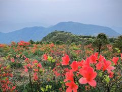 -瑞安圣井山景区