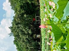 -荔湾湖公园