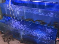 -芦茨金富饭庄·25年老字号·专做稻草鸡