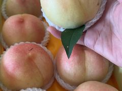 -南汇水蜜桃采摘(大团店)