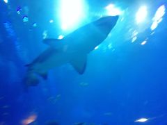 -成都浩海立方海洋公园