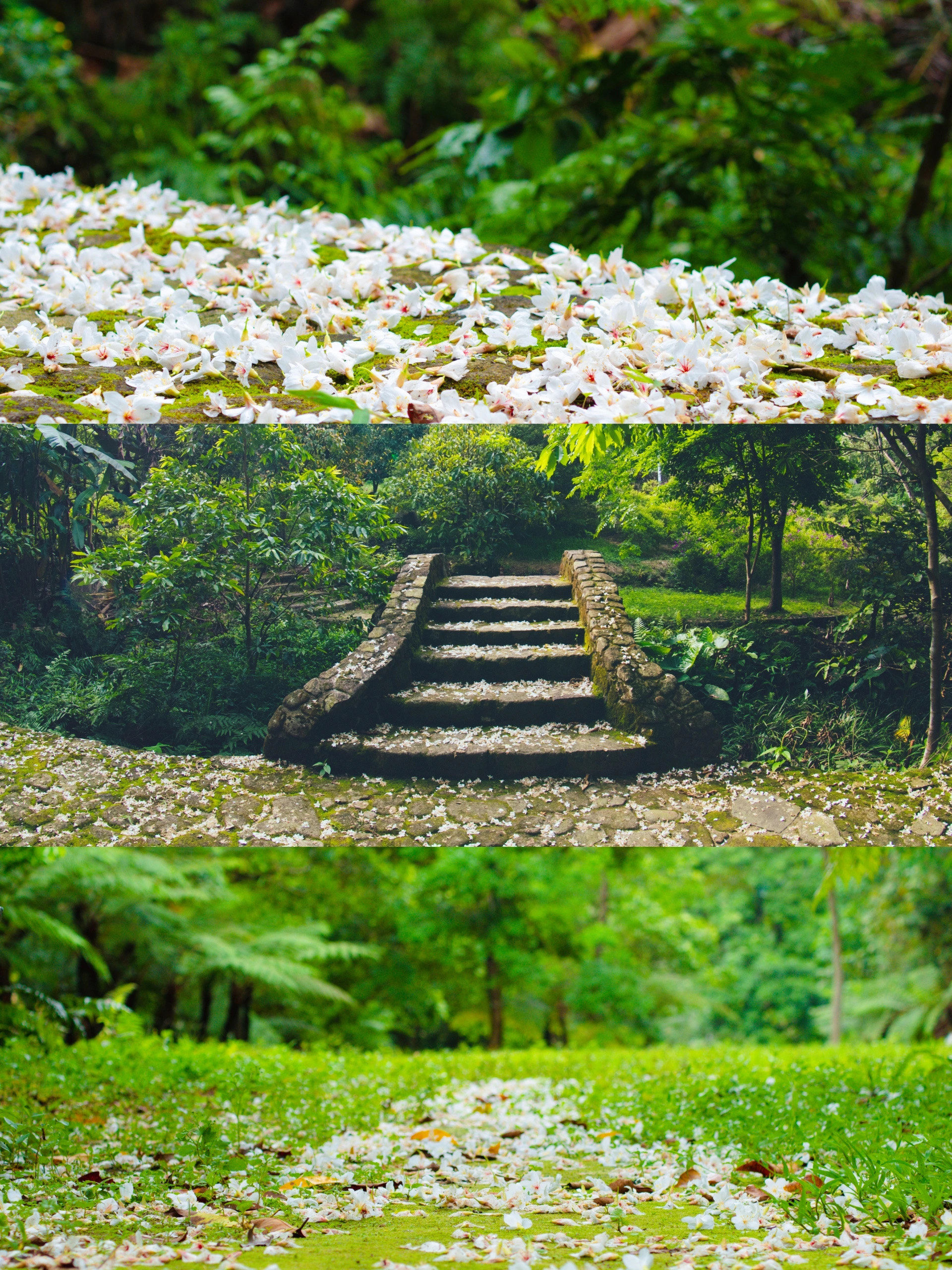 油桐花季98增城二龙山五月雪75等你来打卡