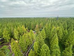 -黄海国家森林公园